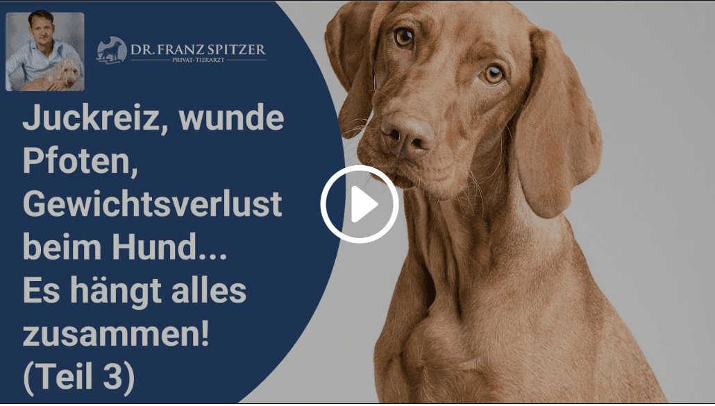 Juckreiz, wunde Pfoten, Gewichtsverlust beim Hund... Es hängt alles zusammen!